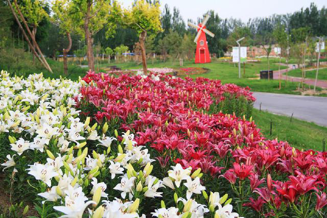 第四届中国西部花卉产业发展大会开幕在即来赴一场百花绽放之约
