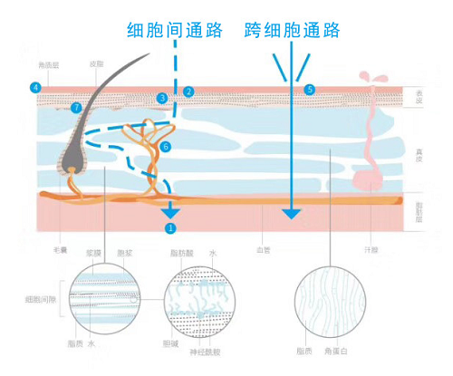 热烈祝贺正执新汉方应邀参加世界中联经皮给药专业委员会学术会议