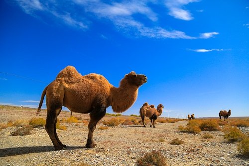 那拉乳业集团打造新疆骆驼奶160万亩自有生态牧场产业链